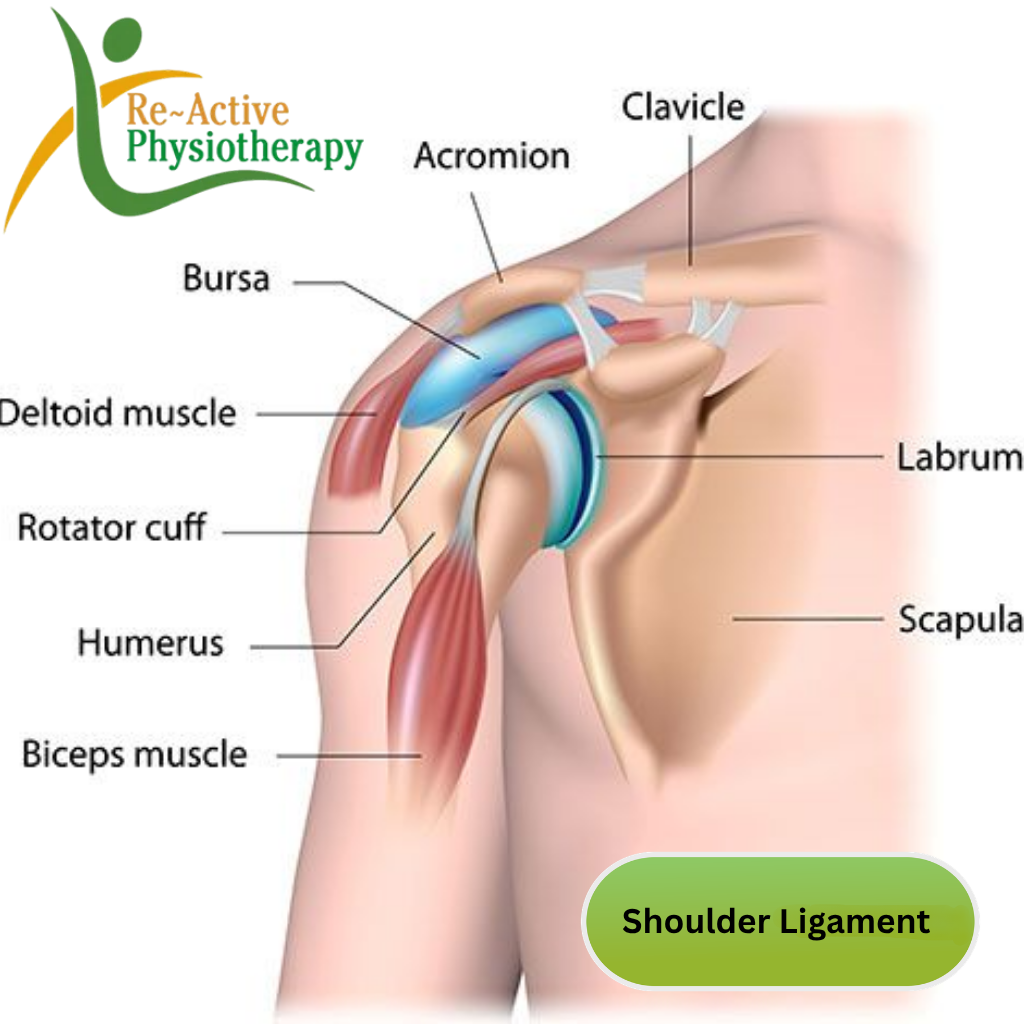 Shoulder Ligament Sports Massage